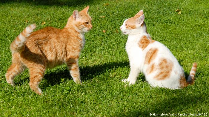 ¿Sus gatos juegan o se pelean? La ciencia estudia sus comportamientos y ayuda a distinguirlos
