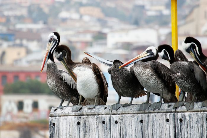 Gobierno llama a la población a evitar contacto con aves enfermas o muertas debido a los casos de influenza aviar en Chile