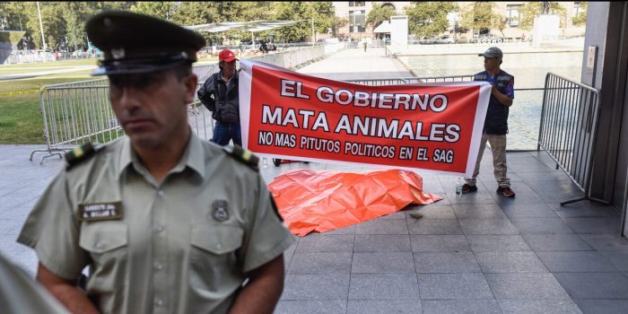 SAG condena protesta con león muerto a las afueras de La Moneda y analiza presentar acciones legales