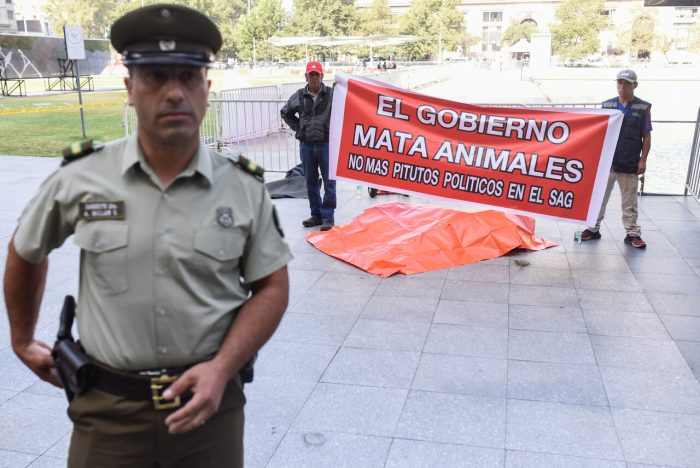 Zoológico de Los Ángeles se manifestó con un león muerto en las afueras de La Moneda