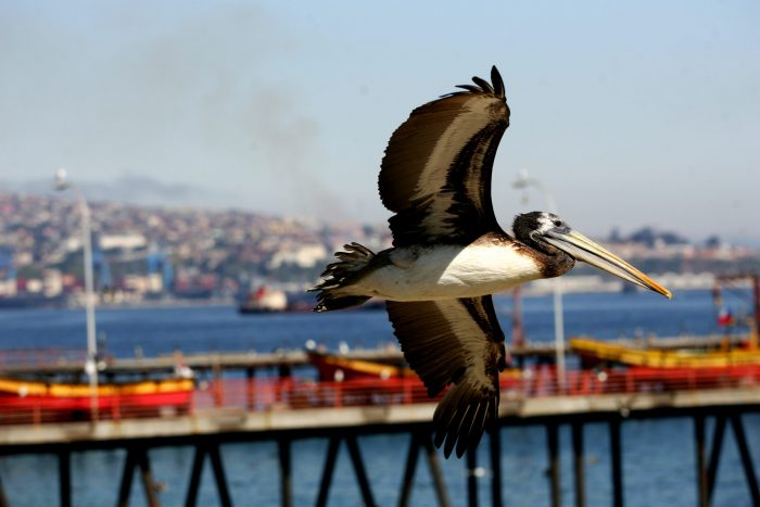 SAG confirma primer caso de influenza aviar en la Región de Valparaíso