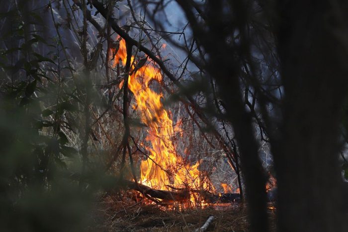 Senapred declaró alerta roja para comuna de Arauco por incendio forestal