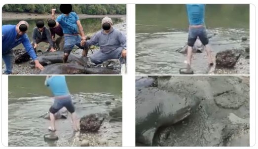 Denuncian matanza de tiburones en Chiloé: los amarraron de la cola y apedrearon en el cráneo