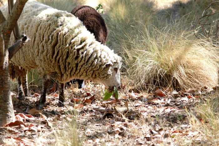 Ovejas y cabras son entrenadas para combatir los incendios forestales mediante el pastoreo