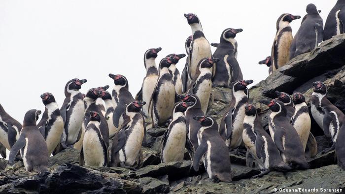 El pingüino, un ave en peligro por el cambio climático y la acción humana