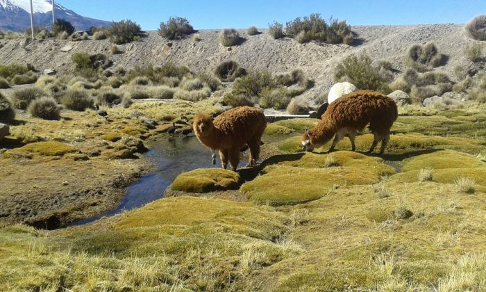 Comienza proceso participativo para actualizar el Plan Nacional de Adaptación al Cambio Climático en Biodiversidad