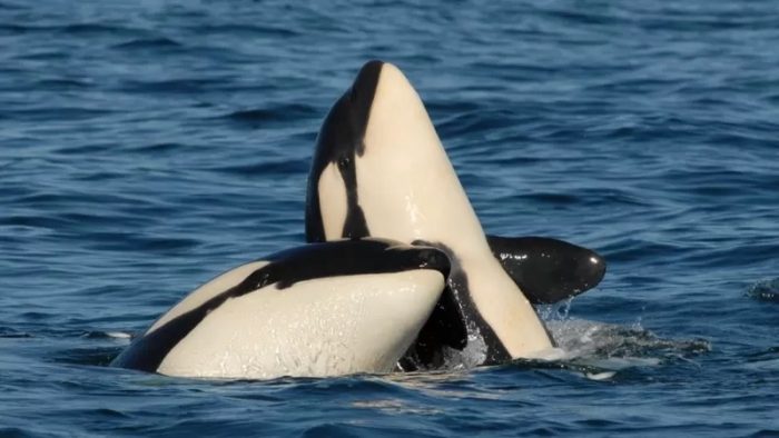 El sacrificio “de por vida” que hacen las orcas madre por sus crías