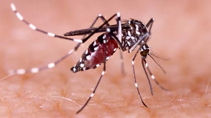 Qué es el dengue, cómo se transmite y cuáles son sus síntomas