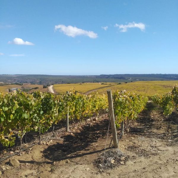 Vinos de Proa: fiesta del vino en Santo Domingo