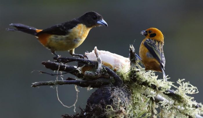 Cali, un paraíso para los amantes de las aves en el suroeste de Colombia