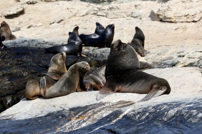 Confirman primer caso de influenza aviar en lobo marino en Chile