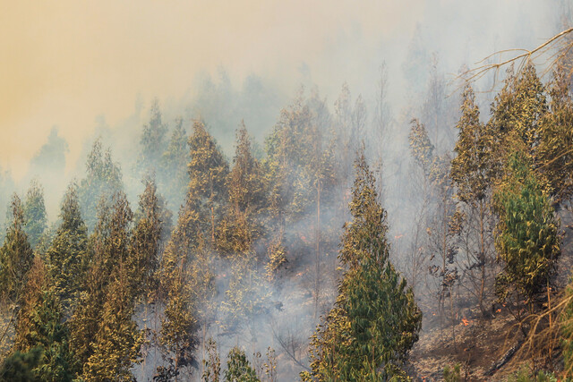 Incendios forestales: ¿cambio climático o modelo de desarrollo?