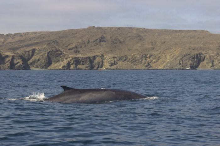 Investigación científica sobre ballenas será clave para la conservación del Archipiélago de Humboldt