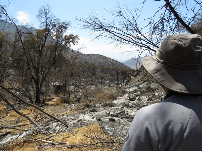 Ecólogo Óscar Acevedo advierte sobre gran pérdida de biodiversidad por incendios: “es un ecosistema único en el mundo”