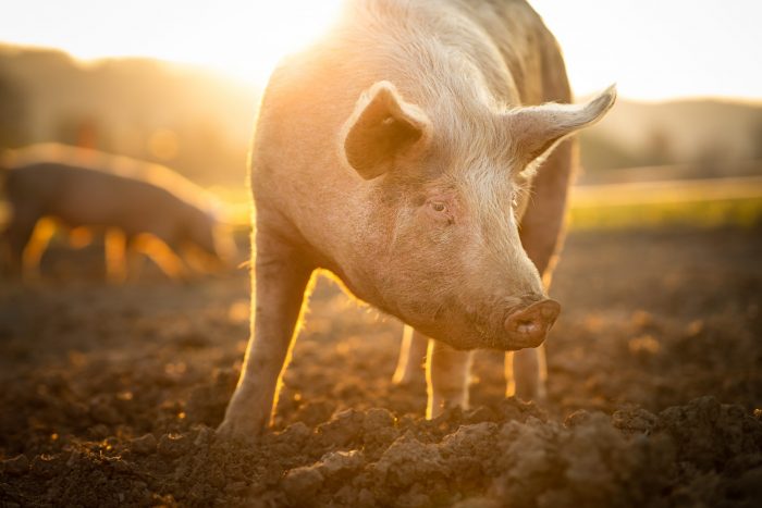 Anuncian la primera norma de olores en Chile: regula las emisiones del sector porcino