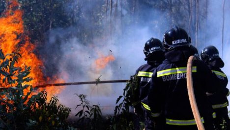 En Ñuble y Biobío: Senapred declara alerta temprana preventiva por riesgo de incendios forestales