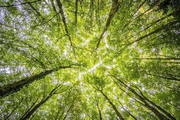 Algoritmos, drones e inteligencia artificial: así se monitorean e investigan los bosques hoy
