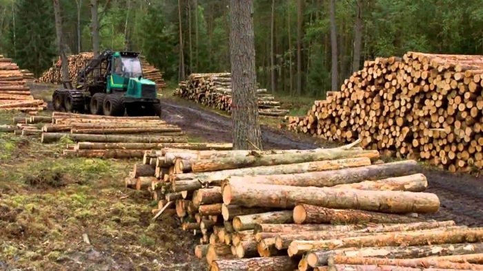 Gobierno ratifica postura a favor de mejor regulación en la industria forestal tras incendios, pese al malestar de la Sofofa