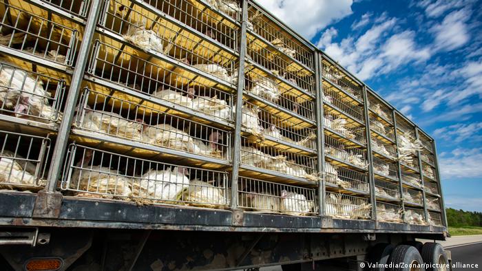 El boom del consumo de carne causa martirio animal
