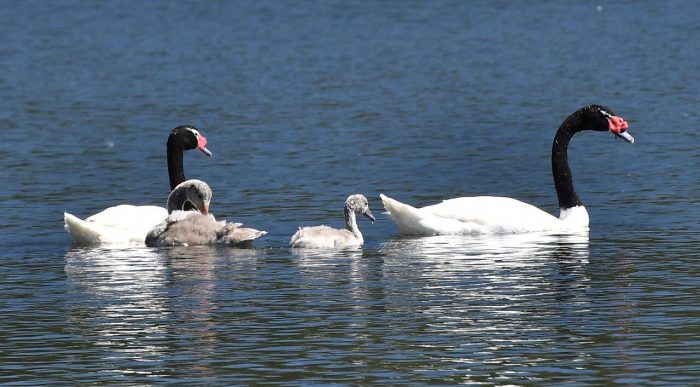Incineran a más de un centenar de cisnes de cuello negro por influenza aviar en Valdivia