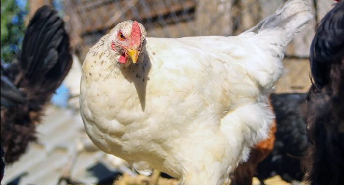 Minsal reporta primer caso humano de gripe aviar en Chile: Gobierno aclara que “es seguro” el consumo de carnes blancas y huevos 