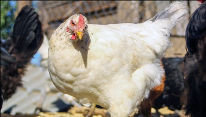 Confirman primer caso de gripe aviar en aves de planta industrial en Rancagua