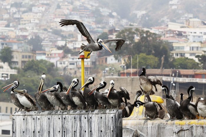 Expertos califican de anómalos a eventos de gripe aviar en Chile: “Nunca habíamos tenido el ingreso de un virus de alta patogenicidad a esta zona del mundo”