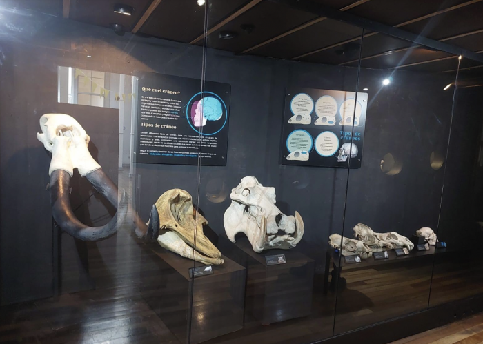 Exposición “Cráneos, esenciales para la vida” en Valparaíso
