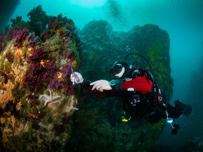 Caracoles, estrellas, corales morados y otros encantos del mundo marino que puedes ver al bucear en mar chileno