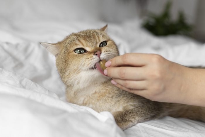 Hierba gatera: el ingrediente presente en parte importante de los productos para gatos