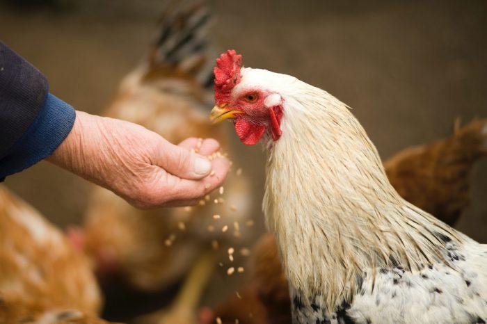 Gripe aviar: Recomendaciones para controlar la infección del virus