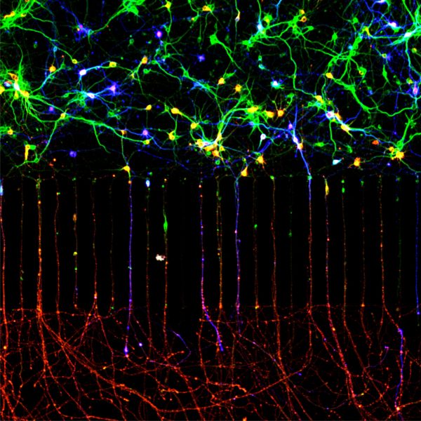 Investigadora chilena realiza importantes hallazgos sobre cómo las neuronas forman circuitos en el sistema nervioso