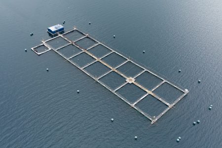 Nueva ley de pesca: cuotas pesqueras siguen enfrentando a industria y pescadores artesanales