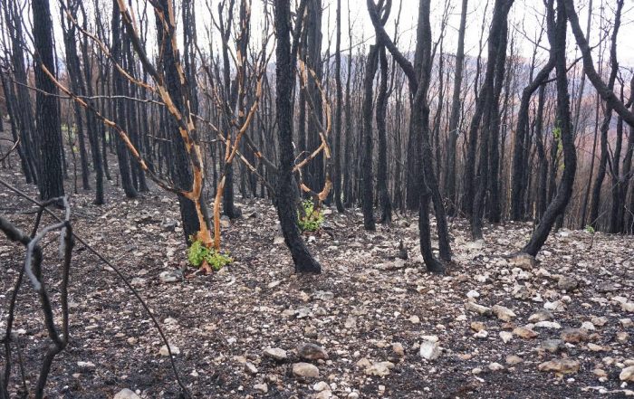 Expertos analizan cómo recuperar los suelos y ecosistemas afectados por los incendios de este verano