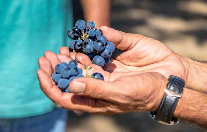 Buscan eliminar el sabor ahumado de las viñas afectadas por incendios con innovadora tecnología