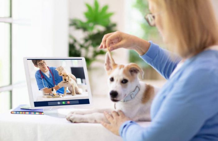 ¿Cuándo es una buena opción elegir una una consulta de veterinaria online?