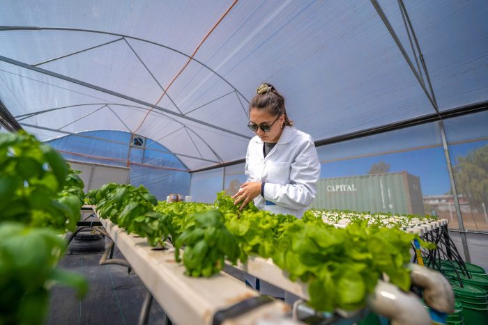 Innovadora tecnología produce hortalizas sin suelos, con mínima agua y durante todo el año