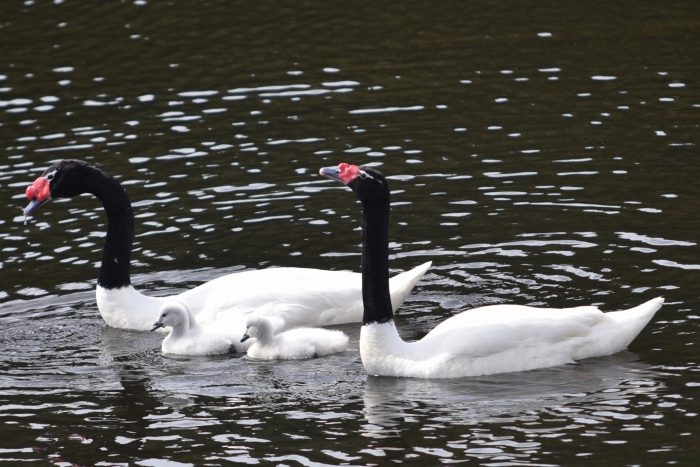 250 cisnes de cuello negro han muerto en Valdivia por gripe aviar: la zona podría convertirse en reservorio natural del virus