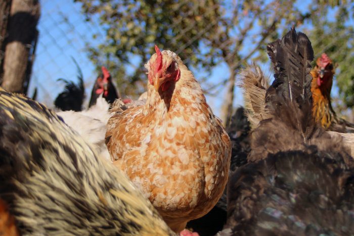 Declaran Emergencia Agrícola en Provincia de Concepción por avance de influenza aviar