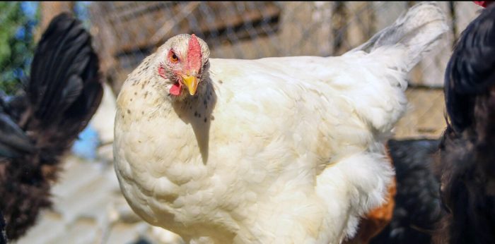 180 mil aves serán sacrificadas en el Biobío tras tercer caso de gripe aviar en plantel industrial