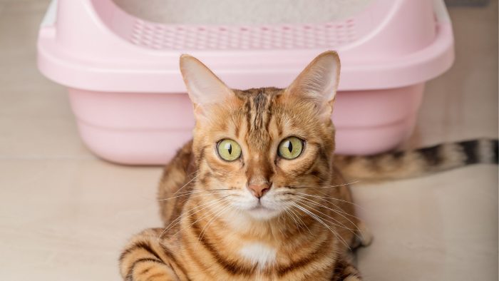 La limpieza de los areneros para gatos en el hogar para cuidar la salud de humanos y mascotas