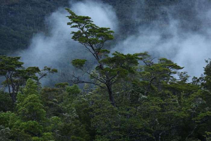 Estudio determina que carbono almacenado en la Patagonia chilena es superior al de la Amazonía