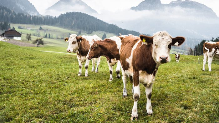 Carne cultivada sustentable y libre de sufrimiento animal: la innovación que busca satisfacer a consumidores de carne sin dañar al medioambiente