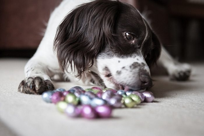 Lavado gástrico por intoxicación: las consecuencias de que los perros coman chocolates