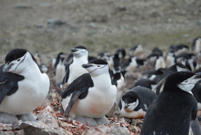 Los cambios ambientales y la falta de kril afectan la reproducción de los pingüinos barbijo