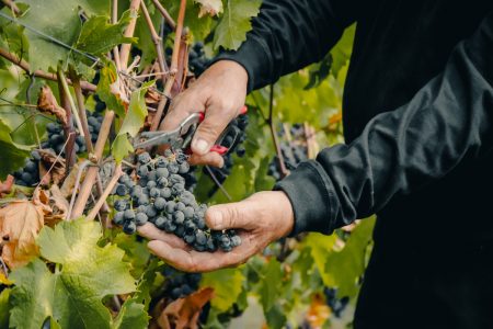 Chile potencia el enoturismo: Ocho Fiestas de la Vendimia reciben Sello de Buenas Prácticas 2025