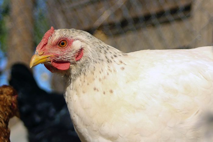 Influenza aviar: experta en salud pública advierte que “por ningún motivo las personas deben manipular aves o mamíferos enfermos o muertos”
