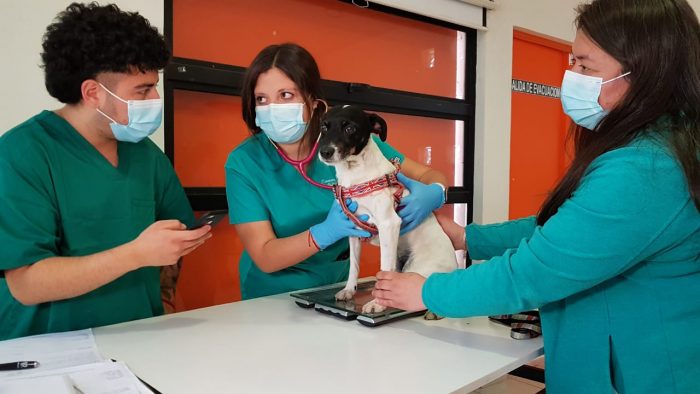¿Cómo cuidar de nuestras mascotas cuando se acerca el invierno y comienzan los cambios de temperatura?