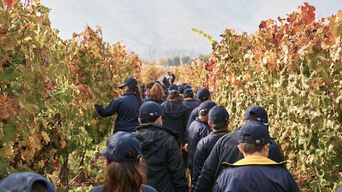 Viña de las y los niños: proyecto busca transmitir la cultura vitivinicola del Valle del Maipo