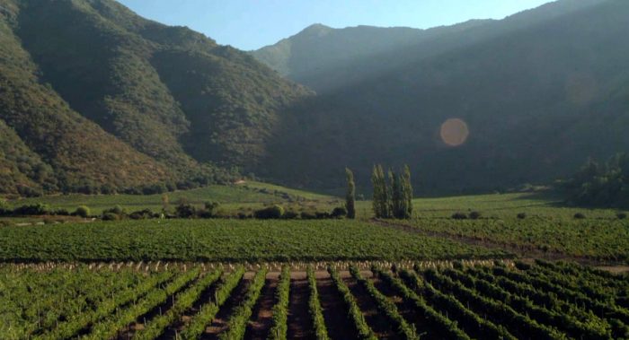 La industria vitivinícola y el cuidado de la Tierra